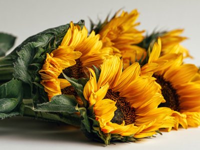 sunflower bouquet with vibrant yellow petals on a clean white background