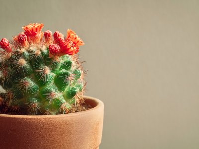 cactus plant with vibrant red flowers in a terracotta pot