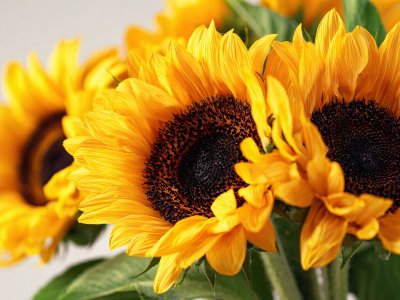 sunflower bouquet with vibrant yellow petals and dark centers