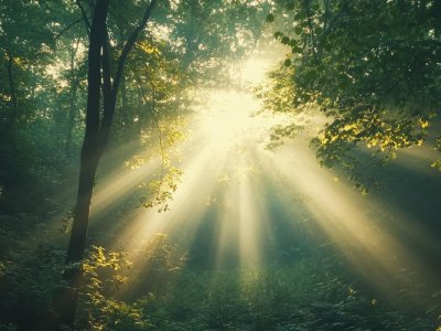 sunlight rays shining through forest trees with misty atmosphere
