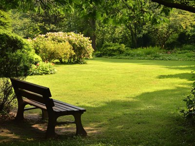 peaceful garden with bench and greenery in the sunlight